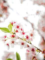 Weiße Kirschblüte im Frühling - 415260394
