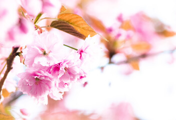 Pinke Kirschblüte im Frühling - 415260502