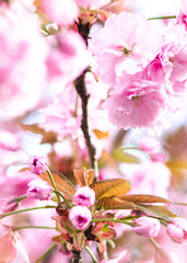 Pinke Kirschblüte im Frühling - 415260524