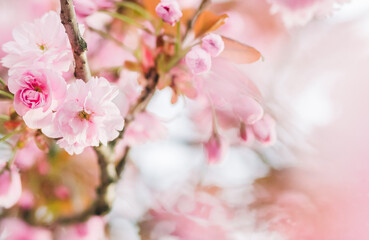 Pinke Kirschblüte im Frühling - 415260581