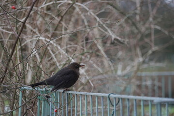 die Amsel im park