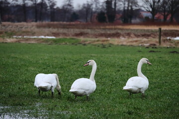 Höckerschwäne auf der wiese