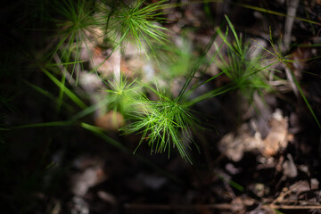Out of focus tropical forest background with pointy leaves of a plant in focus on the foreground