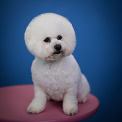  bichon frize