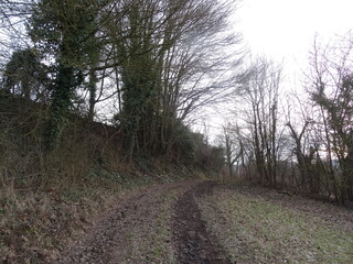 Waldweg