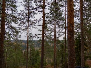 Deep forest in Europe with river and lake
