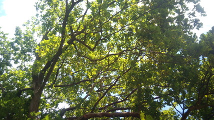 Fototapeta premium Deep forest in Europe with river and lake