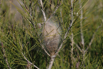 Thaumetopoea pityocampa