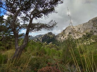 Deep forest in Europe with river and lake
