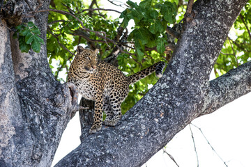 Fototapeta na wymiar Leopard in tree in the Okavango Delta Botswana