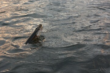 Summer fishing, pike fishing, spinning on the lake 