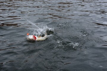 Summer fishing, pike fishing, spinning on the lake 