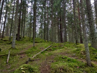 Deep forest in Europe with river and lake © dan