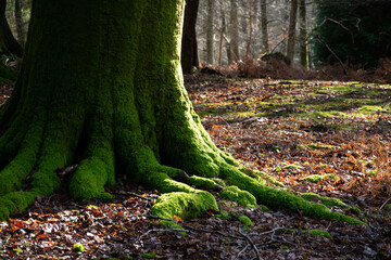 Green roots of a very big tree 