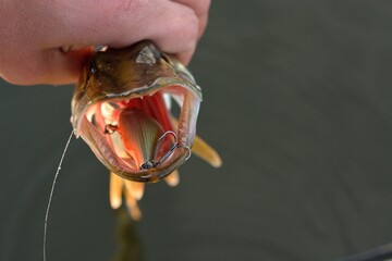 Summer fishing, pike fishing, spinning on the lake 
