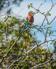 Lilac Breasted Roller Botswana Okavango Delta 