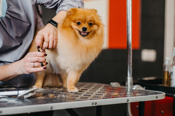 grooming dogs Spitz Pomeranian in the cabin