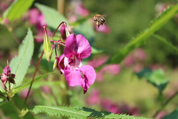 bee on a flower