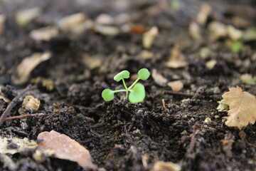 growth of a little herb from soil macro leaf in soil small leaves growing soil land jungle soil