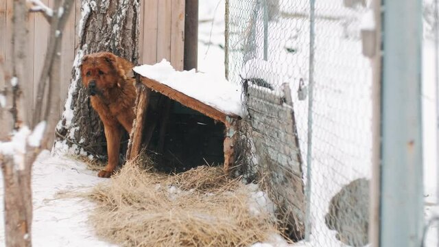 Big red dog in winter near the booth