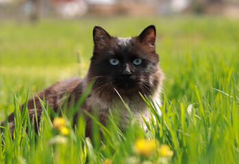 cat on grass