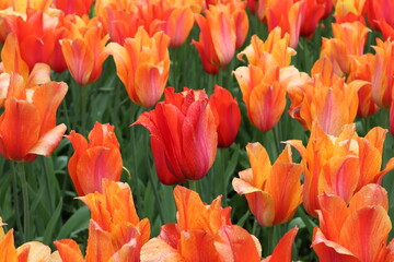 Fototapeta premium Bright orange tulips after rain on a spring day in the garden. Blooming tulips with orange, red petals on a background of green leaves with raindrops