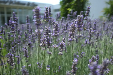 blooming lavender in croatia