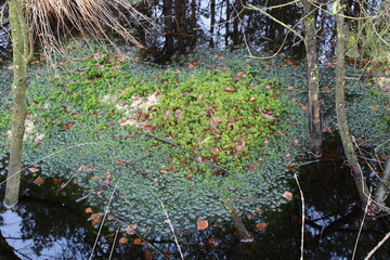 Moor / Marsh in Northern Germany / Moorlandschaft in Norddeutschland, peat bog / Torfmoose
