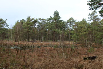 Moor / Marsh in Northern Germany / Moorlandschaft in Norddeutschland