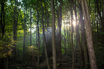 Obraz premium sun rays in the forest