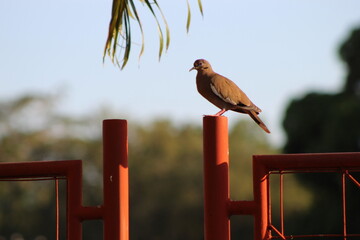 bird on a fence