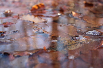 Herbstlaub unter Wasser