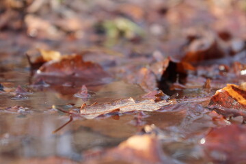 Blätter unter Wasser