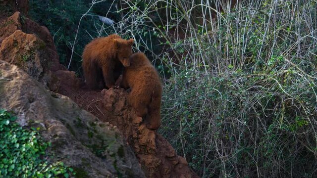 BROWN BEAR - OSO PARDO (Ursus arctos)
