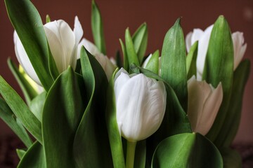 white tulips on black background