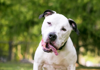 A black and white American Bulldog mixed breed dog with a head tilt and its tongue hanging out of the side of its mouth