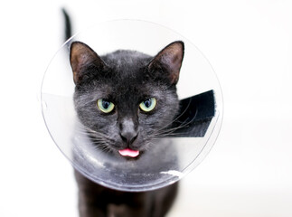 A black shorthair cat with green eyes and dilated pupils, wearing a protective cone collar after surgery and sticking its tongue out