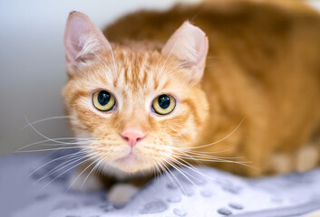 An orange tabby shorthair cat with its left ear tipped, indicating that it has been spayed or neutered © Mary Swift