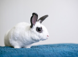 A small black and white Rex mixed breed pet rabbit sitting on a blue blanket