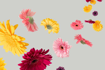 Flying colorful spring flovers  against bright gray background. Creative natural concept. Minimal...