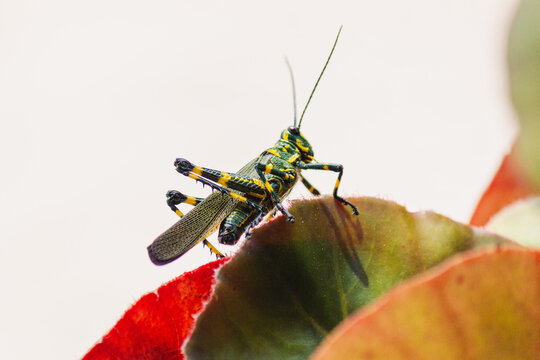 inseto gafanhoto verde e amarelo parado em uma planta vermelha e verde