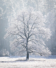 Vereister Baum in der Wintersonne