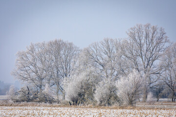 Winterlandschaft - vereiste Bäume