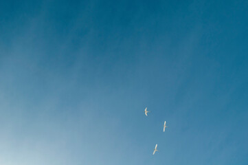 swans flying over a beautiful lake on a sunny day