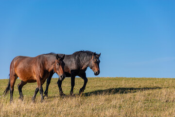 horses in the field