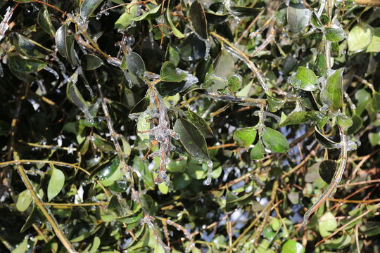 Frozen Ligustrum Privet In Texas