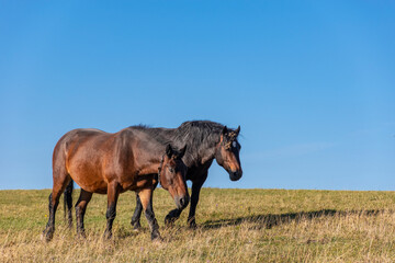 horses in the field