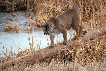 Cougar also called Mountain Lion,  Panther or Puma crossing a log at a frozen pond in winter Colorado USA
