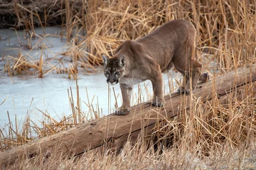 Fotobehang Cougar also called Mountain Lion,  Panther or Puma crossing a log at a frozen pond in winter Colorado USA  © gevans