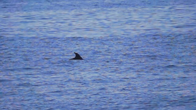 Diving Common bottle-nosed dolphin (Tursiops truncatus). The fin and tail is visible. Black Sea, high sea. Super slow motion 1000 fps.
